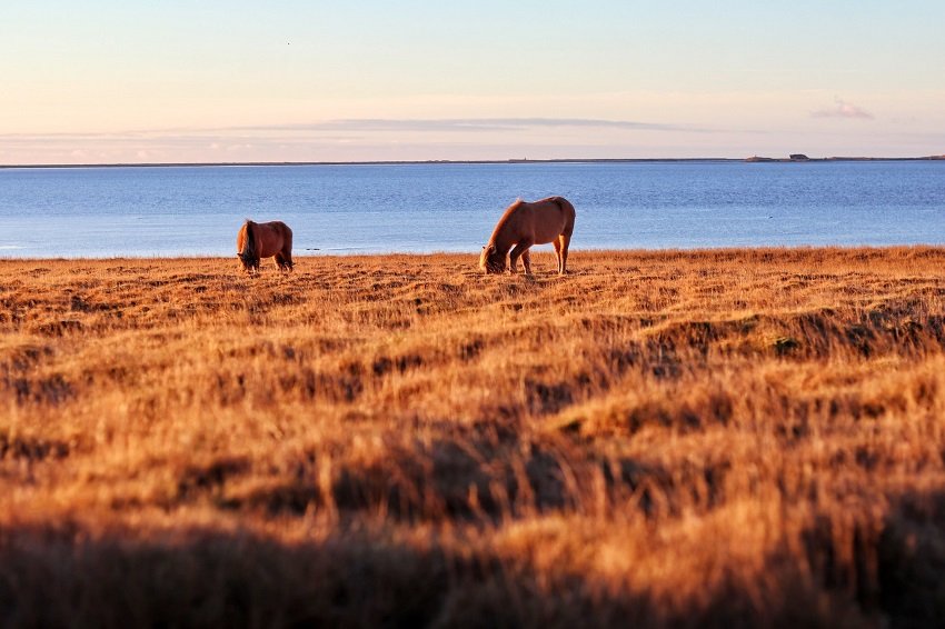 darmflora paard artikel