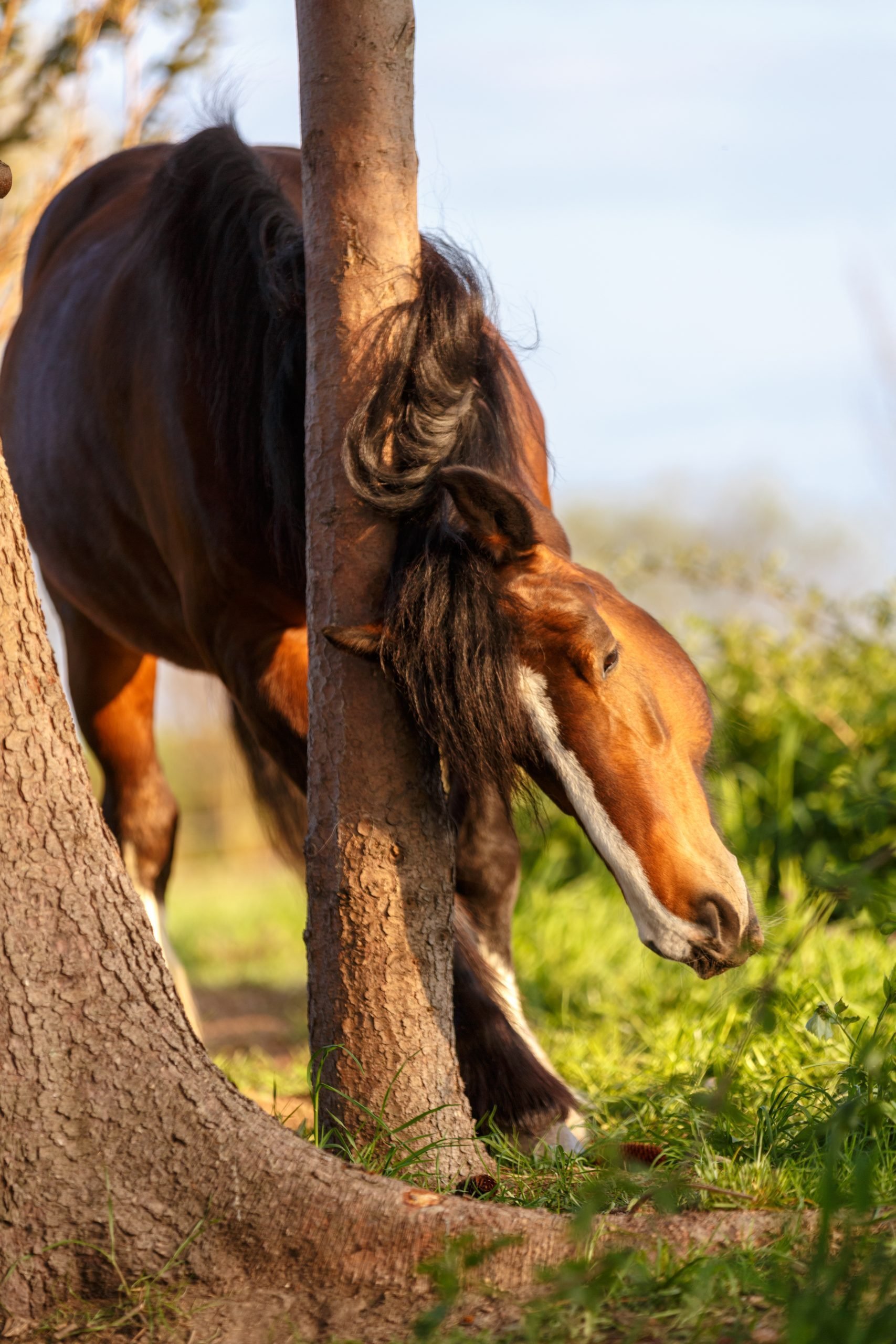 Zomereczeem bij paarden Eqinful