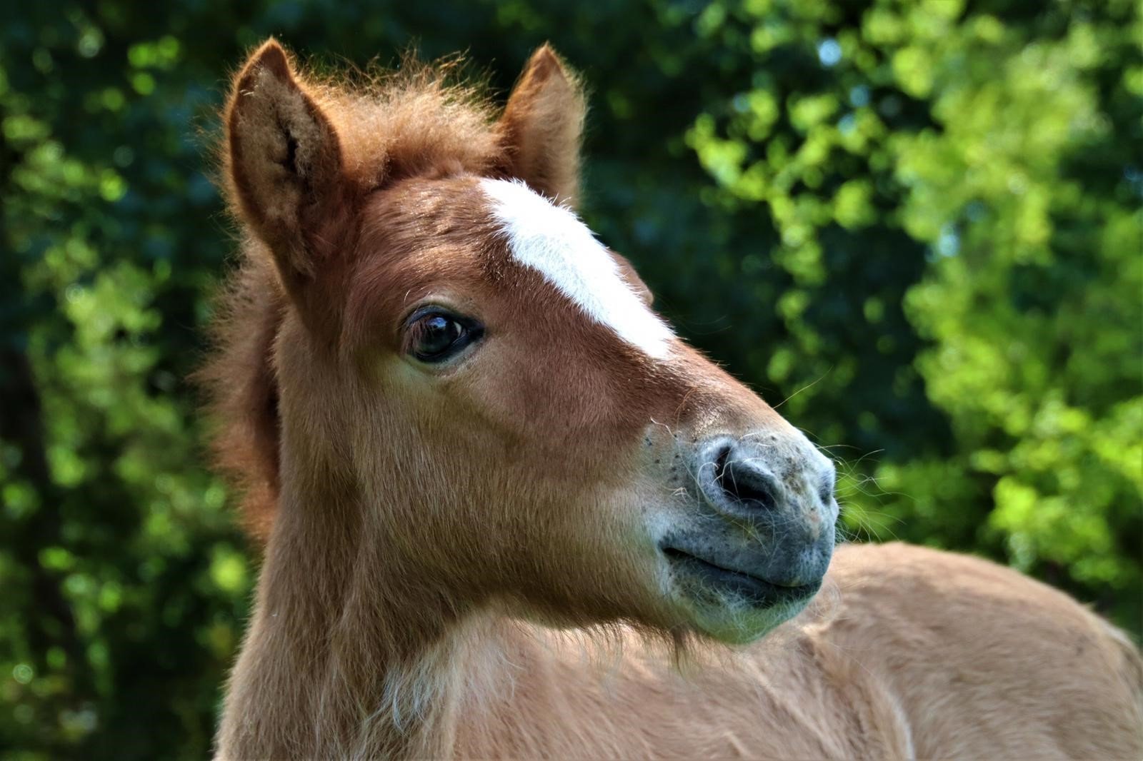 Dux veulen Eqinful