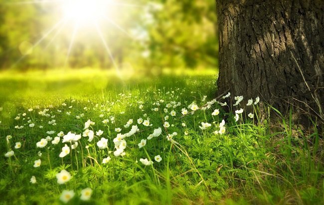 Gras en kruiden Eqinful
