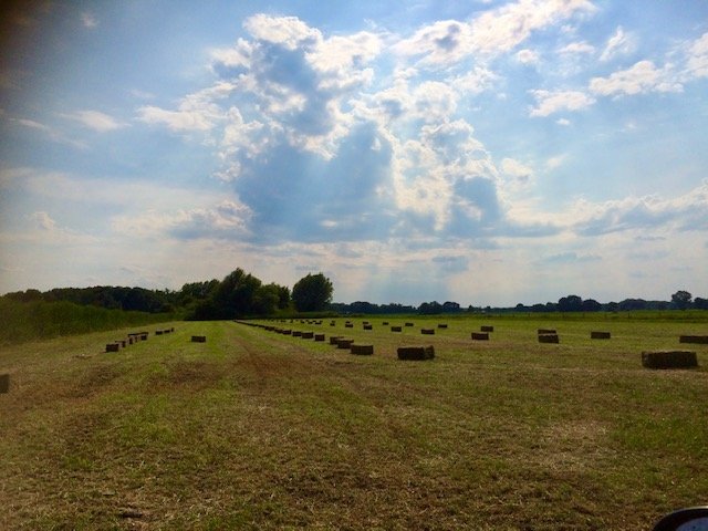 Alle tips over goed, geschikt paardenhooi