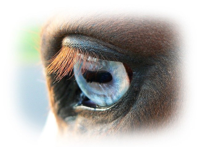 Natuurlijke paardenvoeding Eqinful