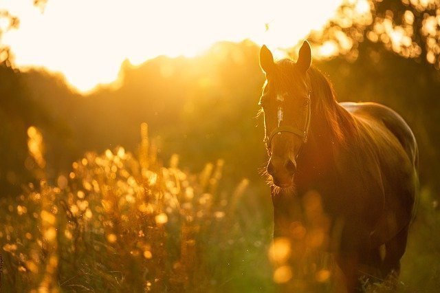 natuurlijke paardenvoeding | Eqinful