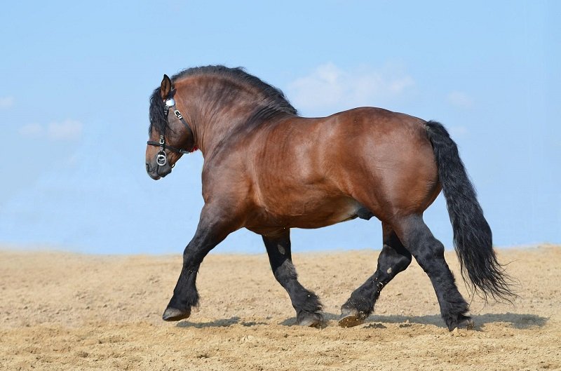 overgewicht paard Eqinful