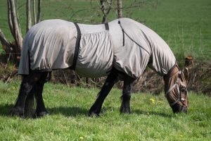 paard met eczeemdeken