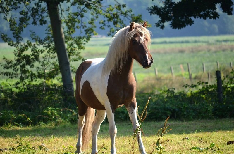 Artikel over KPU bij paarden