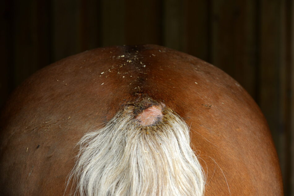 paard zomereczeem
